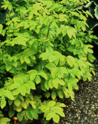 Filipendula ulmaria 'Aurea'