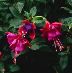 Fuchsia 'Baghdad'