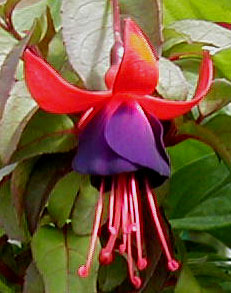 Fuchsia 'Black Prince'