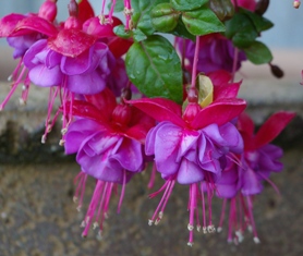 Fuchsia 'Blue Eyes'