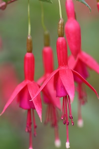 Fuchsia 'Bud Cole'