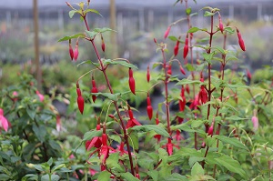 Fuchsia 'Caledonia'