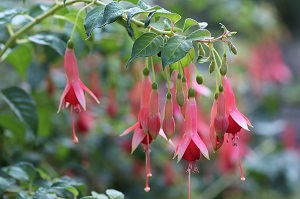 Fuchsia 'California'