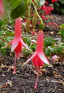 Fuchsia 'California'