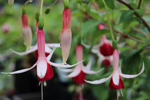 Fuchsia 'Checkerboard'