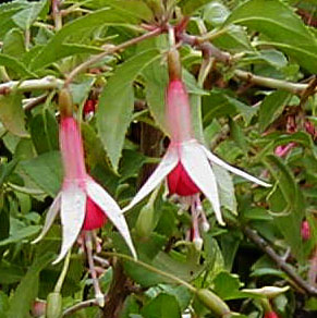 Fuchsia 'Checkerboard'