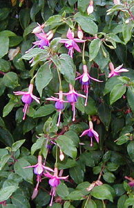 Fuchsia 'Chillerton Beauty'