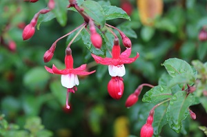 Fuchsia 'Christmas Elf'