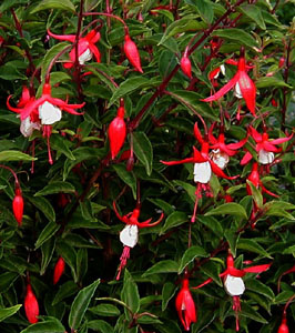 Fuchsia 'Christmas Elf'