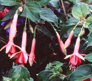 Fuchsia 'Claire de Lune'