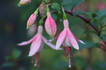 Fuchsia 'Cloverdale Pearl'