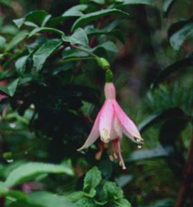 Fuchsia 'Cloverdale Pearl'