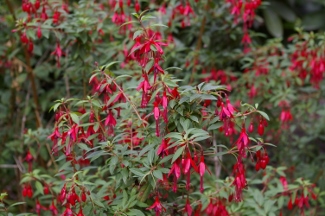 Fuchsia 'David'