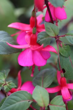 Fuchsia 'Display'