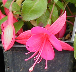 Fuchsia 'Display'