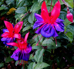 Fuchsia 'Double Otto'