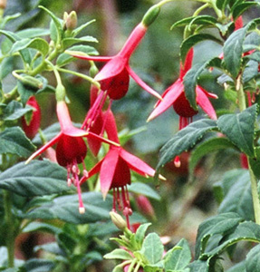 Fuchsia 'Flash'