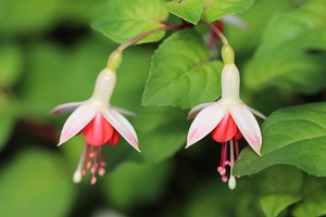 Fuchsia 'Galadriel'