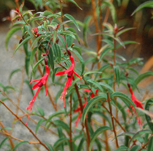 Fuchsia hatschbachii