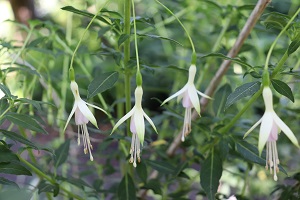 Fuchsia 'Hawkshead'