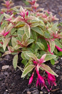 Fuchsia 'Herbe de Jacques'