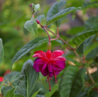 Fuchsia 'Hidcote Beauty'