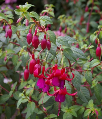 Fuchsia 'Jim Muncaster'