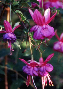 Fuchsia 'Jupiter 70'