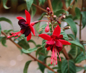 Fuchsia 'Lady Boothby'
