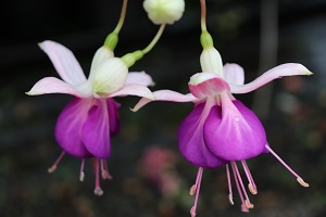 Fuchsia 'Lena'