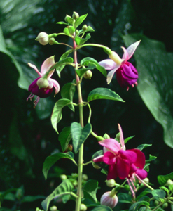 Fuchsia 'Lena'