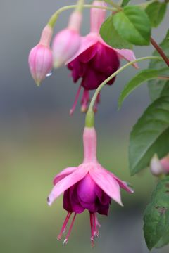 Fuchsia 'Lena Dalton'