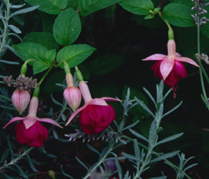 Fuchsia 'Lena Dalton'