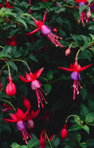 Fuchsia 'Little Beauty'