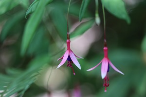 Fuchsia 'Logan Garden'