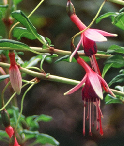 Fuchsia 'Logan Garden'