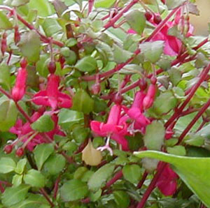 Fuchsia 'Lottie Hobby'