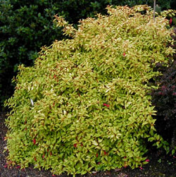 Fuchsia magellanica 'Aurea'