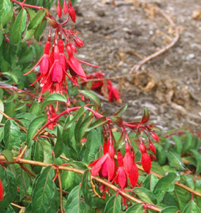 Fuchsia magellanica 'Globosa'