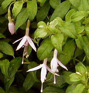 Fuchsia 'Maiden's Blush'