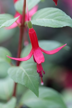 Fuchsia 'Mephisto'