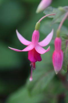 Fuchsia 'Mrs. J.D. Fredericks'