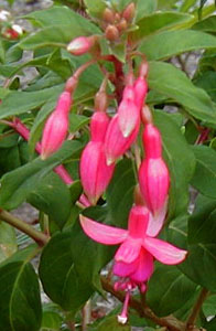 Fuchsia 'Mrs. J.D. Fredericks'