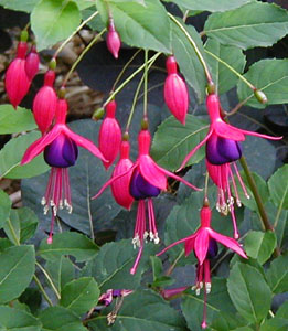 Fuchsia 'Mrs. Popple'