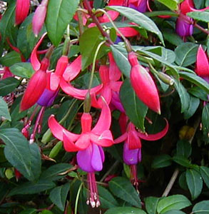 Fuchsia 'Old Fashioned'