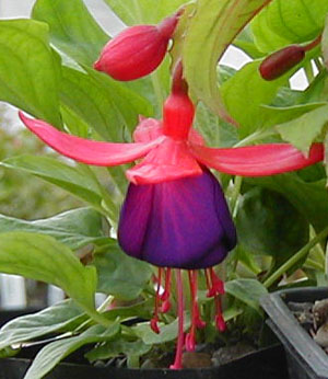 Fuchsia 'Otto'