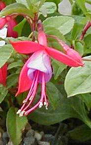 Fuchsia 'Pat's Dream'