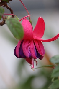 Fuchsia 'Peppermint Stick'