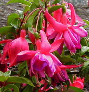 Fuchsia 'Peppermint Stick'