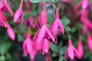 Fuchsia 'Peter Pan'